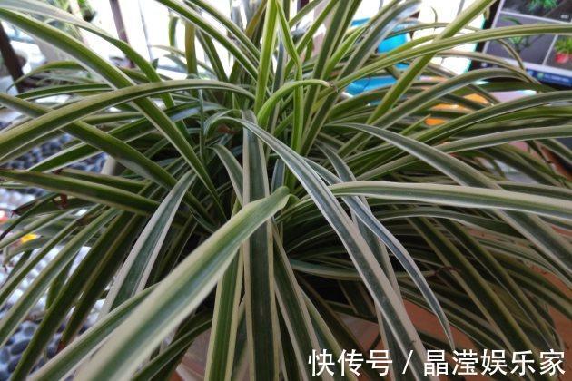 吊兰怎么养才能更佳旺盛,花友们值得一看