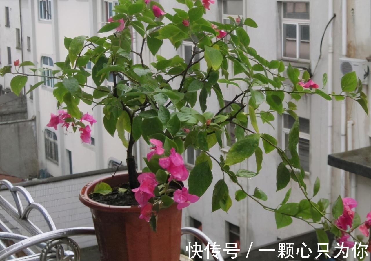 三角梅|养花嫌花期短，花量少，这三种开花机器种在家中，四季有花赏