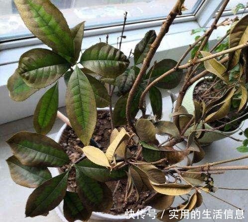 室内养花,有6个“禁忌”,犯1个也活不久,看你中了几个!