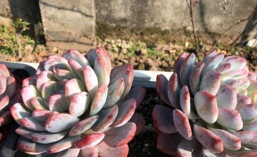 多肉喜“酸”还是喜“碱”？一个配土“小原则”，多肉个个养的棒