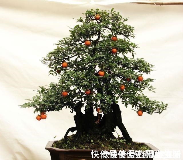 别再养发财树、金钱树了,此种树,山上“挖1棵”,养成老桩值钱!