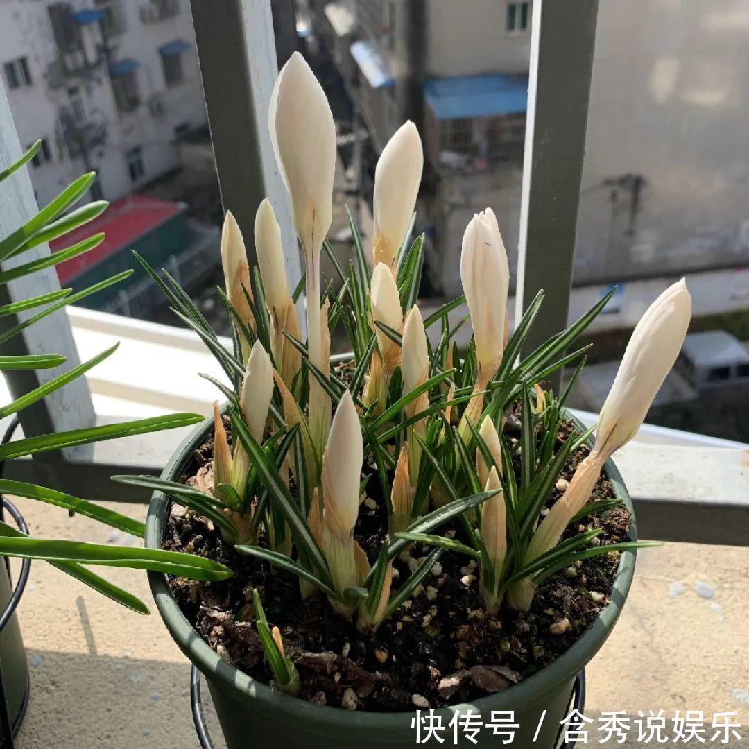 风信子|懒人适合养什么花,浇水少,不挑土,它比人还懒!