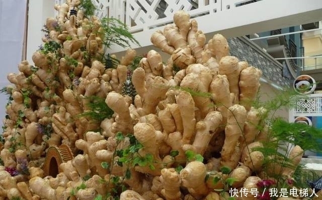 江山|媳妇用生姜做盆栽，邻居们都笑她，结果给我打下一片“江山”