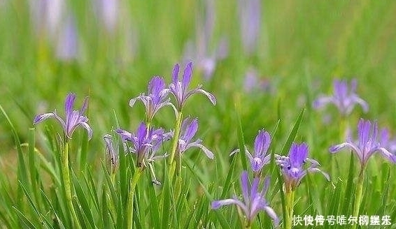 珍惜|农村此菜营养丰富,能入药治病,消食除湿、清热解毒,遇到要珍惜