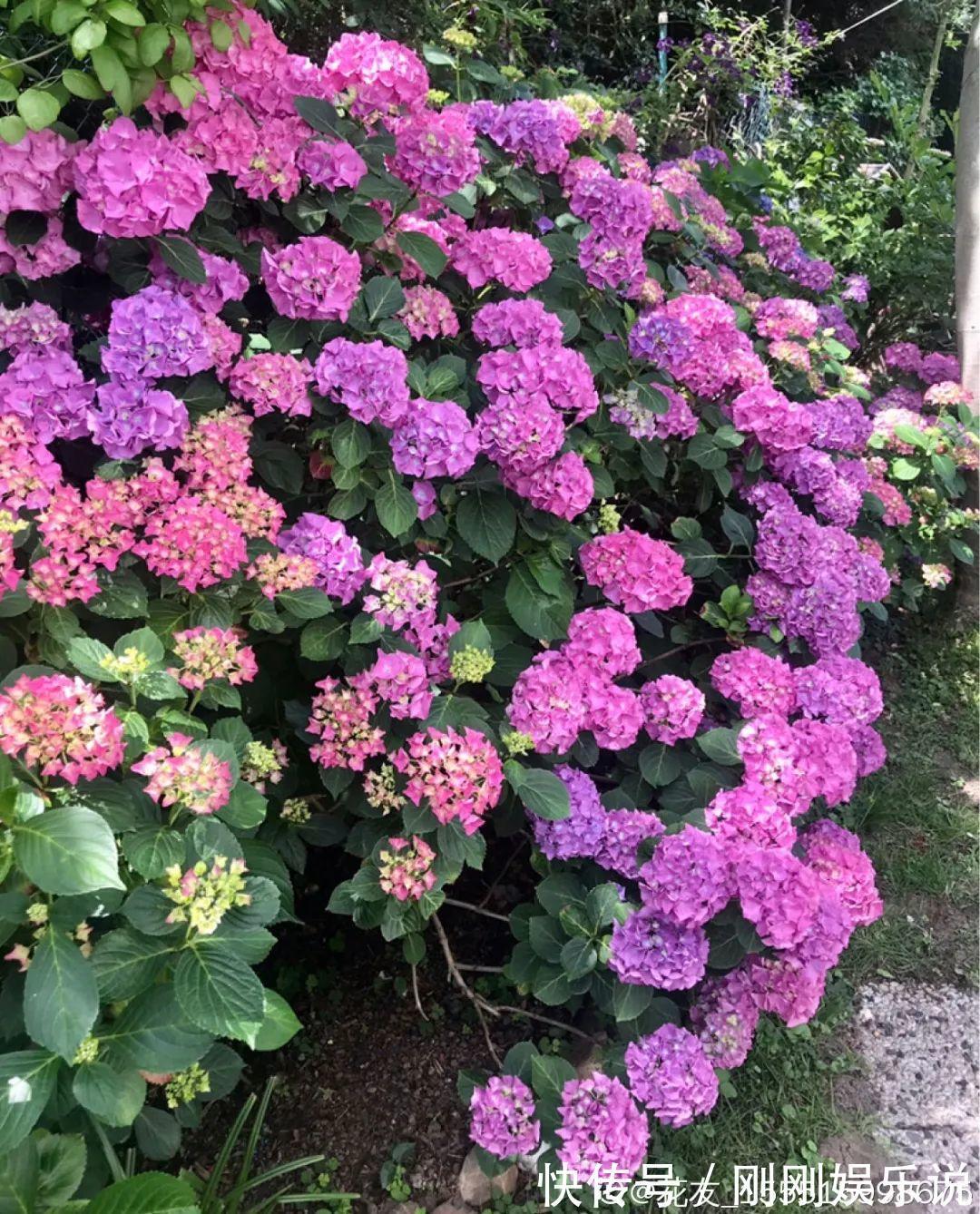 抗病、不招虫的天竺葵，屋里养一盆，开花一茬接一茬