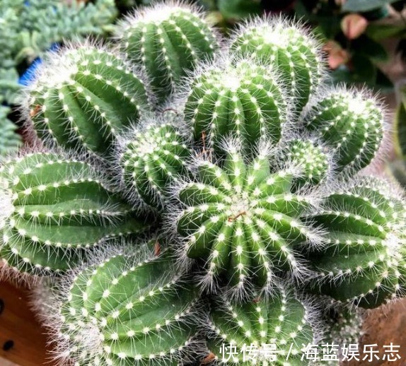 不会养花就买3种“便宜花”,几块钱1盆,年年开花不断,超漂亮