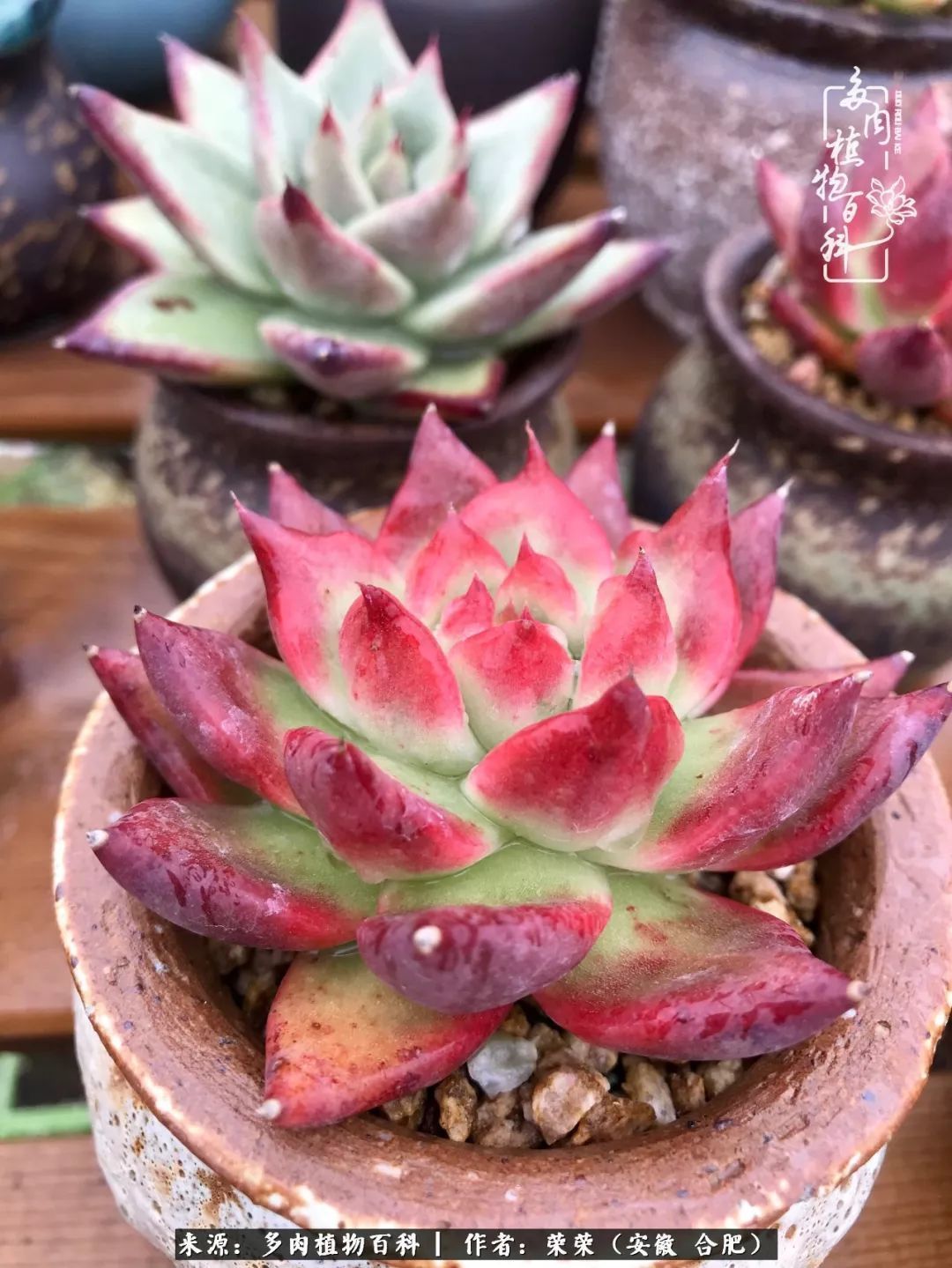 初秋时节,度夏后的多肉陆续回归!偷偷上了一层淡妆!