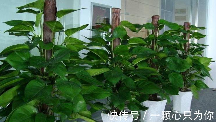 养花老大爷有妙招,绿萝盆里放了啥宝贝,冬天也能绿油油爬满墙