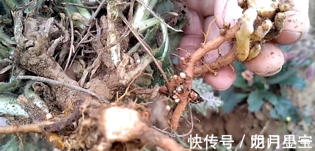 地黄|李时珍说它“服之面如桃花，轻身不老”，路边常有却少人识