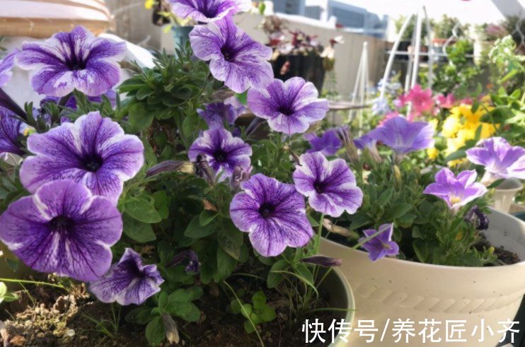 秋天|秋天养花别信“偏方”,正儿八经养花,才能长得旺盛,彻底开爆盆