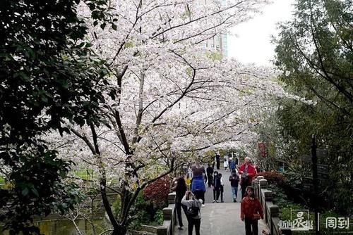 晨镜头|又是一年樱花季，赶紧来鲁迅公园邂逅一场樱花雨 | a5200