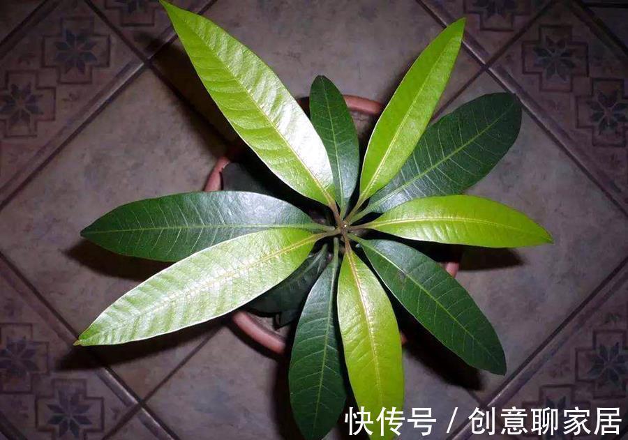 好处|植物“补光”好处很多，如何科学合理为植物补光呢？