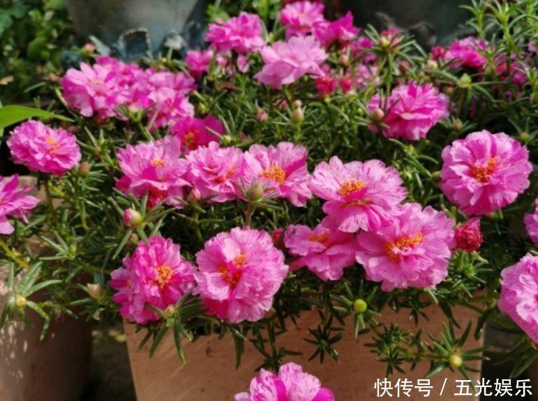 逛花市碰到5种花,不要有顾虑,什么季节都能买,它们是真好养