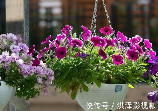 养君子兰、长寿花、蟹爪兰,不开花怎么办别怕,学它就对了