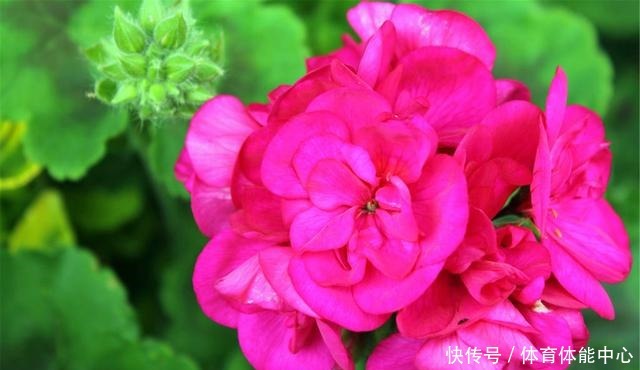 天竺葵“散漫无型”用上3个方法,不但株型优美,开花还格外多!