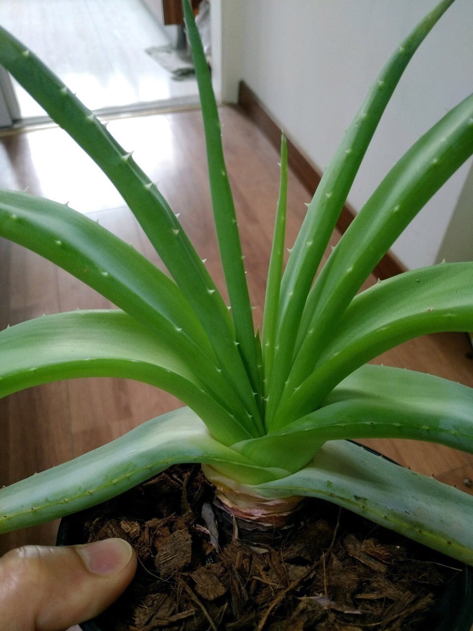 老桩|这花10块钱买一盆,养2年变老桩,叶子密、开花旺,每家都有