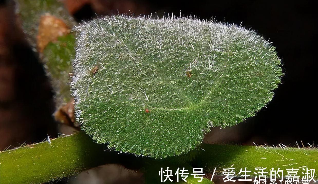 金皮树|认识植物界的“六大毒树”，看到“绕道走”，涨知识不吃亏