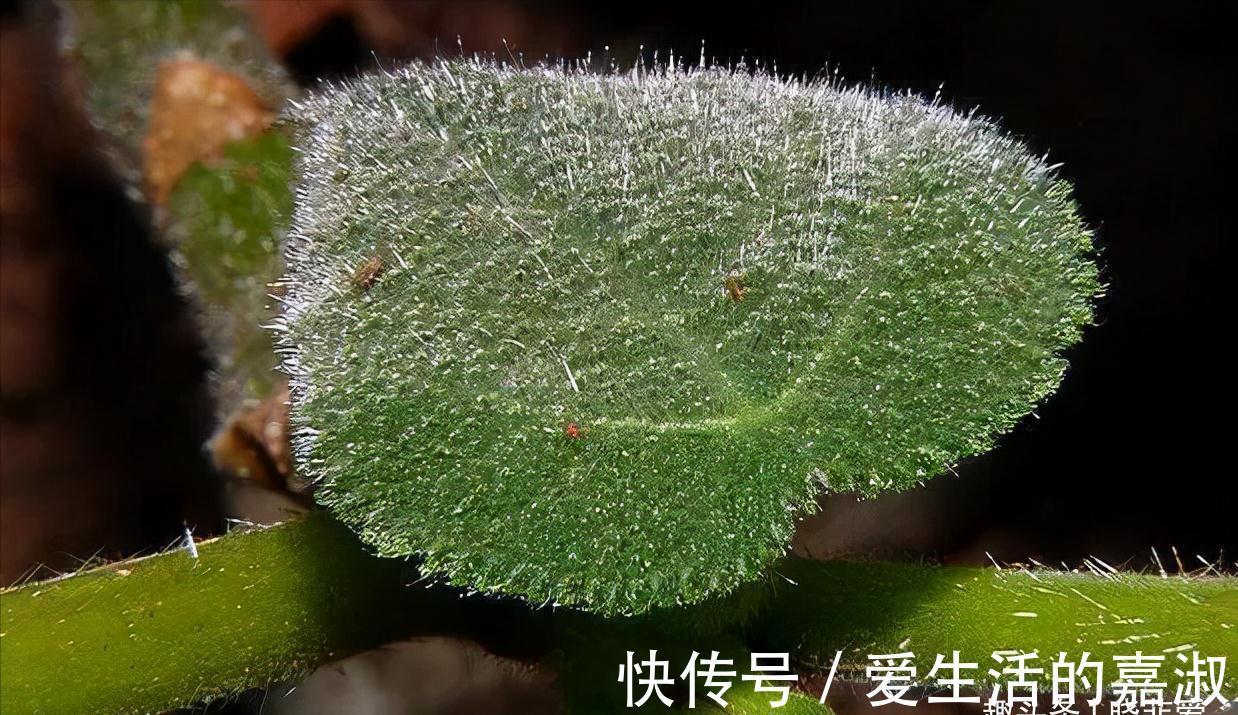 金皮树|认识植物界的“六大毒树”,看到“绕道走”,涨知识不吃亏