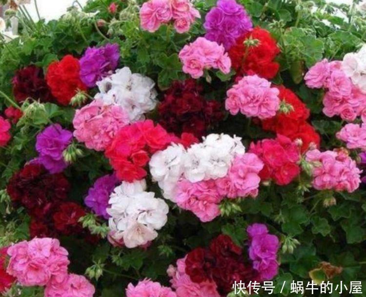 4种花美的出奇，不仅花好看，名字也好听，好养漂亮！