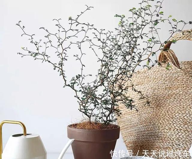 家里养一棵童话树,元气满满、暖心又治愈