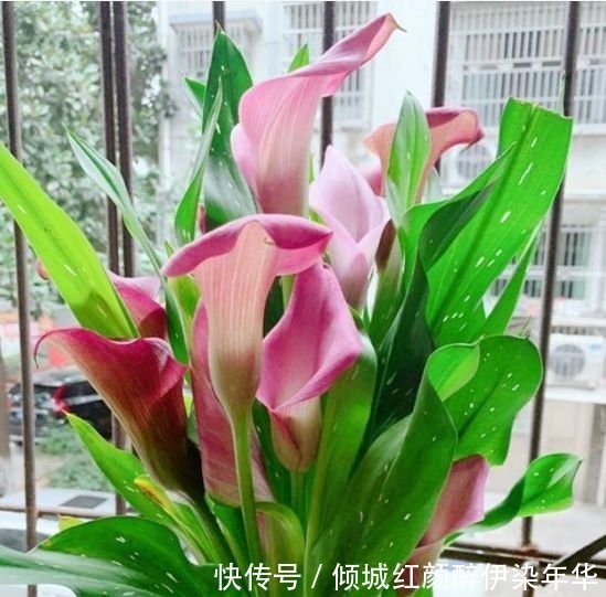 杜鹃花|4种便宜花,别小看,开花漂亮花期长,好养又漂亮