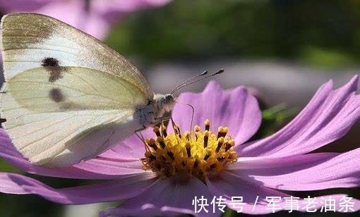 运势|还有一周，财运起航，桃运重临，彼此呼唤，顺利复合，余生再相守