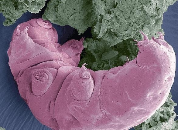 致命弱点 同样裸露在太空，人类仅存活15秒，水熊虫淡定产崽，为何这么强