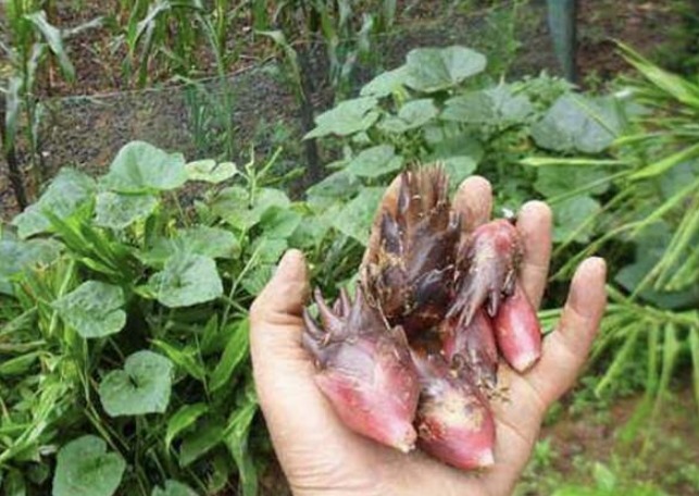 钙片|野菜中的天然钙片，农村漫山遍野都是，不仅补钙，也能消炎排毒