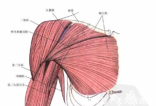 上胸|上胸发力总不好、练不大,原来是因为“它”,我们应该如何改善