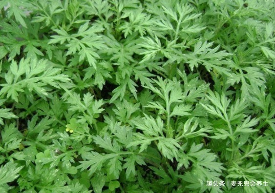 女人|艾叶煮水太厉害了，男人女人都离不开，现在清楚还不晚