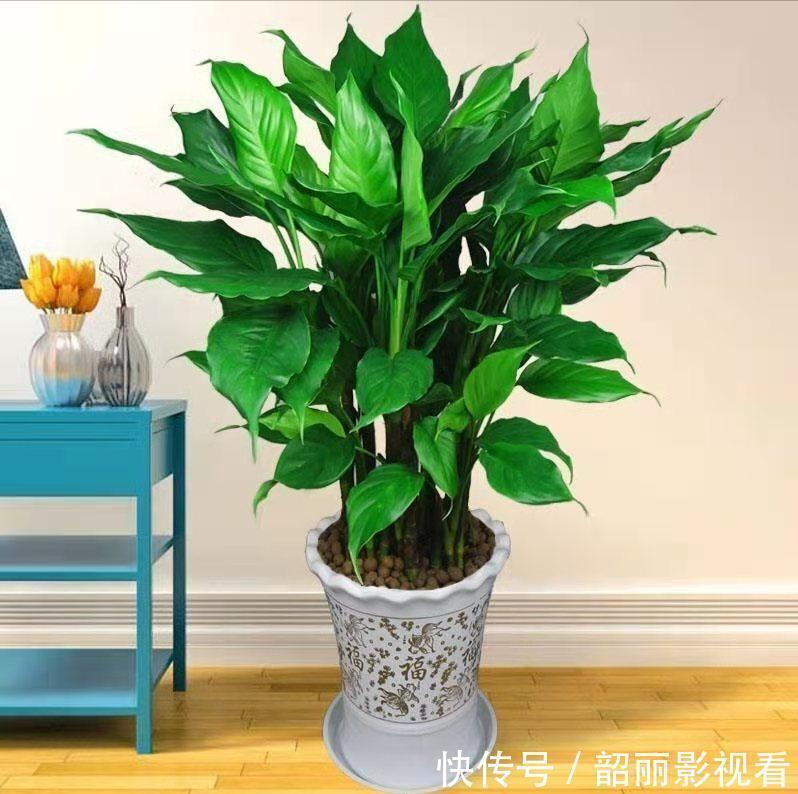 生命力|3种霸气“吸毒”花,“镇宅旺财”,但是有毒,养花要知道