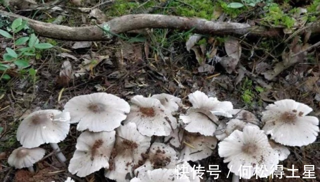 玉米地|风水宝地云南玉米地中突然出现40多窝鸡枞菌，到底是何原因！