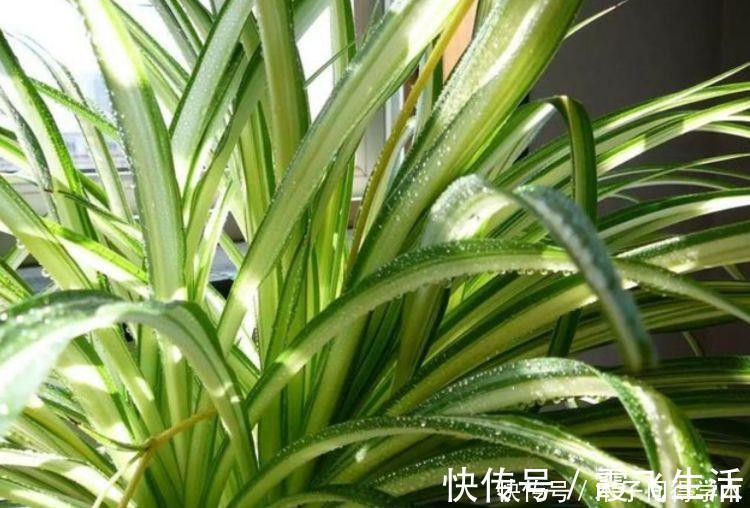 病菌|4种花养家里，空气1级棒，吸甲醛、杀病菌，还有助于睡眠！