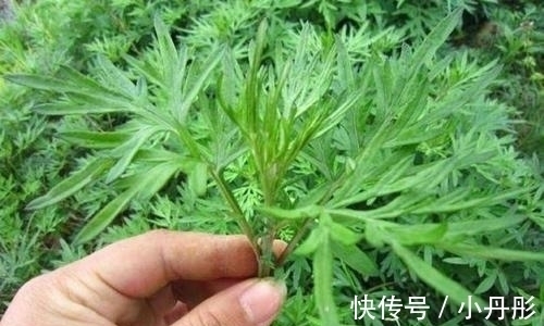 助益|这菜不要钱,入春抓紧吃,能够提高免疫力,可惜很多人懒得做!