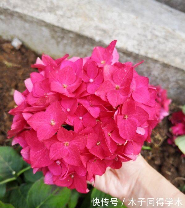 花卉|老人喜欢养的“3盆花”,花色鲜艳,好养易活,开花非常美