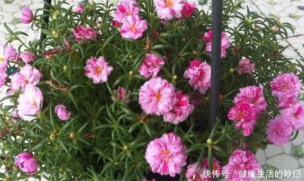 2月养花选这3种，植株疯长、砰砰开花，将阳台轻松打造成花海！