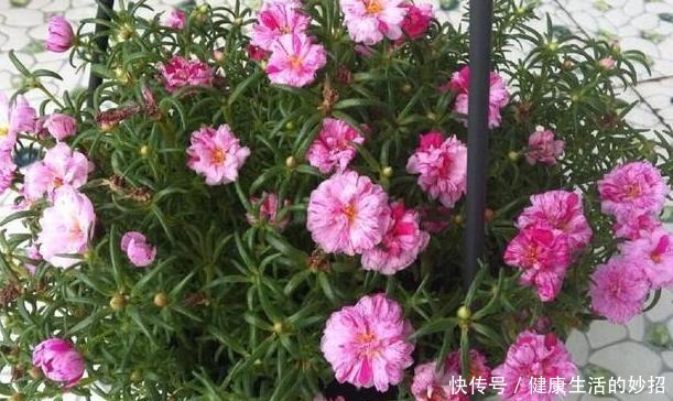 2月养花选这3种,植株疯长、砰砰开花,将阳台轻松打造成花海!