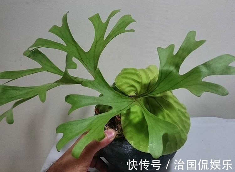 栀子花|到了夏天,5种花喜水,越浇越旺,轻松长满盆,第2种开花漂亮