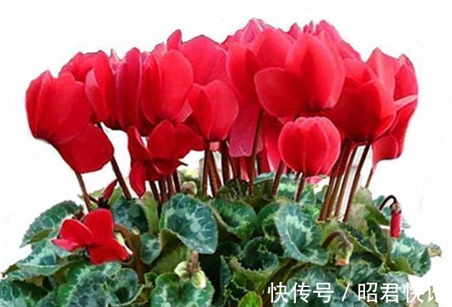 天气转冷,三种花正准备孕育花苞,做好这几点,花朵又多又大