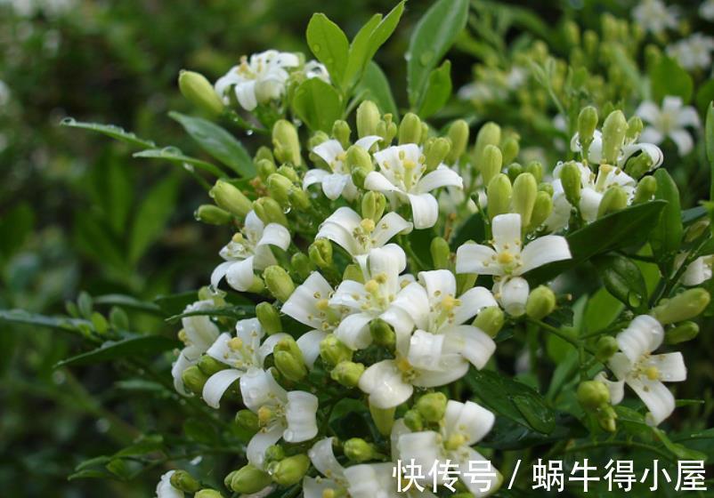 8月逛花市,3种花捡漏正当时,皮实好养,一次性入十盆不嫌多