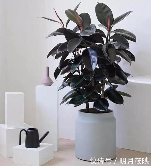 年底选盆栽,5种不开花的“绿植”也不错,充满绿意和生机