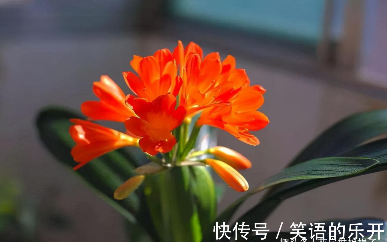 叶片|你家君子兰开花了吗?花期君子兰的养护技巧分享,照着做就行