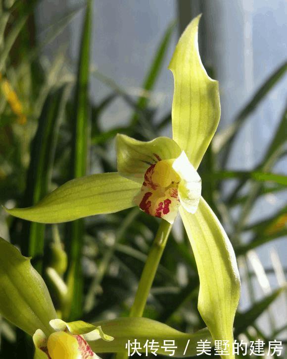 兰花烂根,动个“小手术”,兰花就能起死回生了!