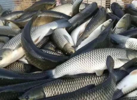 营养物质|冬天吃鱼,专挑4种鱼,应季而食营养高味道好,买的都是聪明人!