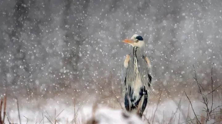  人间|人间至此雪盛时，愿君常安康！