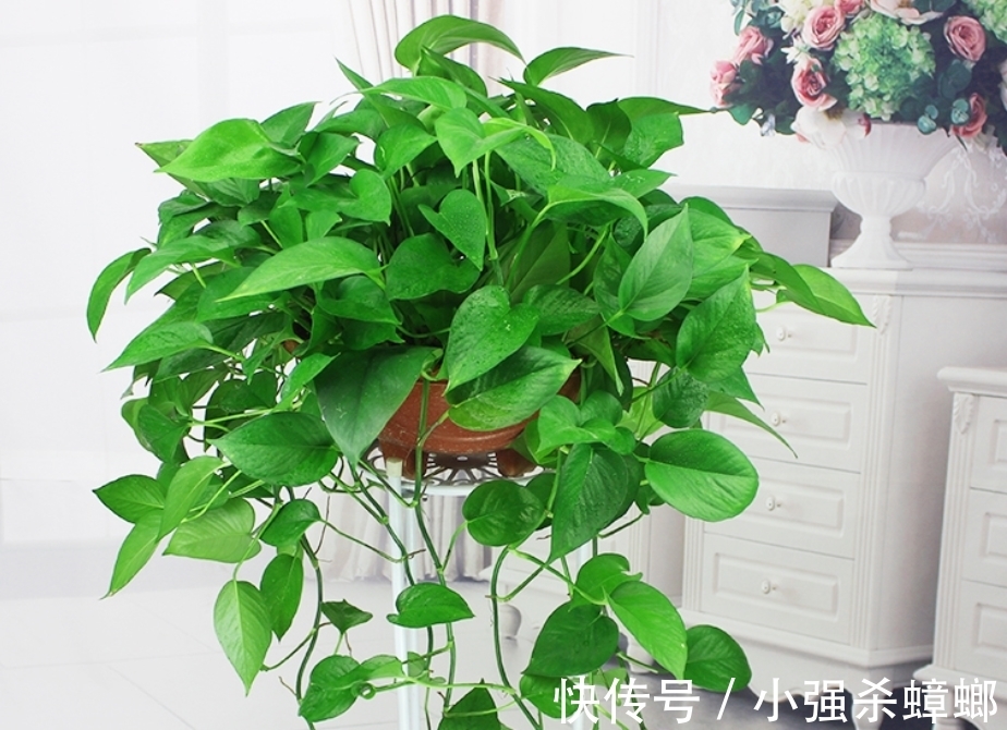 盆栽花草出现这4个信号得马上翻盆,多等一天,植物就多危险一分