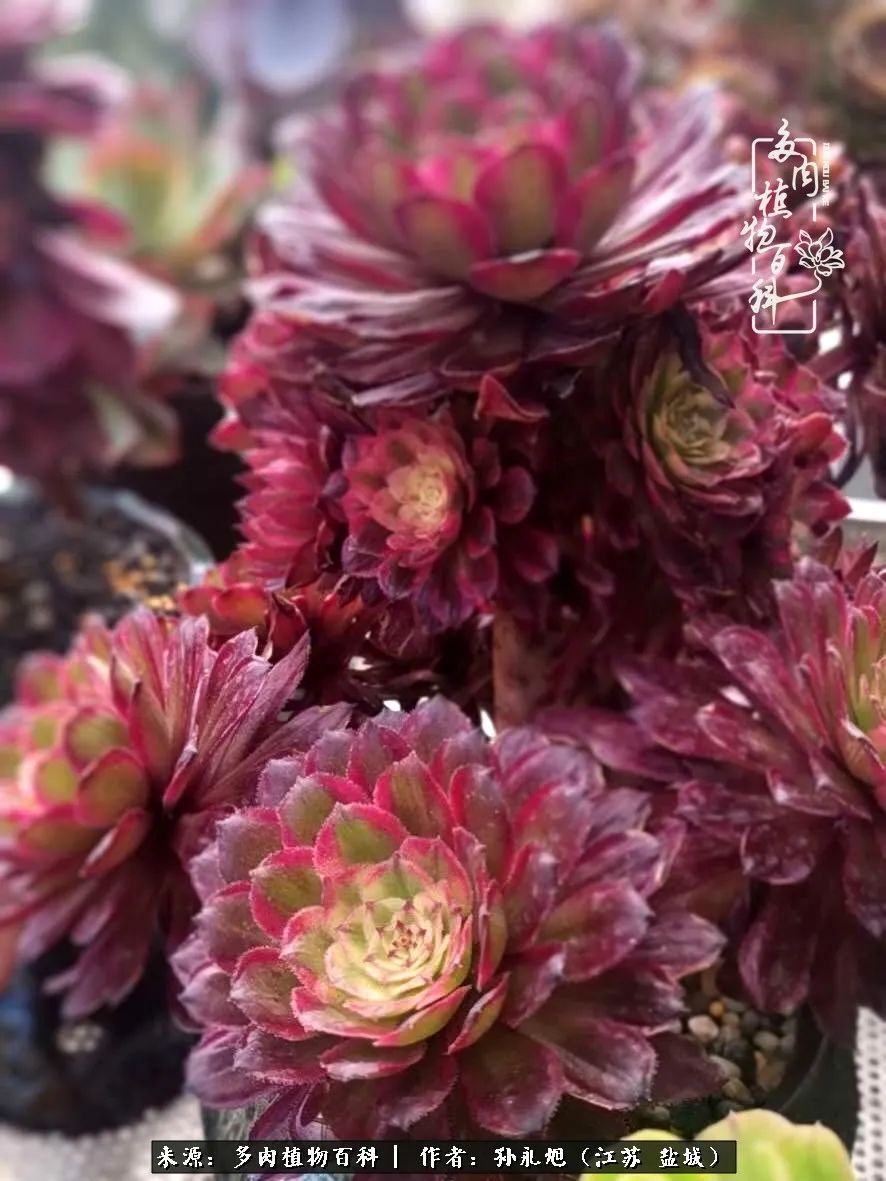 养多肉三年多九万里悟道，终归诗酒田园！