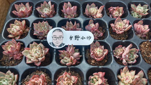 多方面|养多肉浇水需要注意细节，浇水方式要考虑多方面，才能养好肉肉