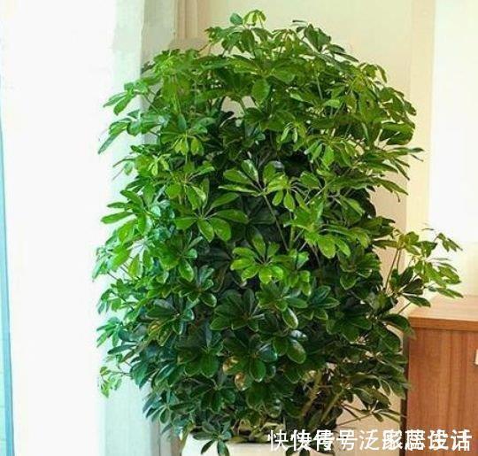 阳台养花，不妨养这4款植物，可吸收80以上的有害气体，漂亮好养