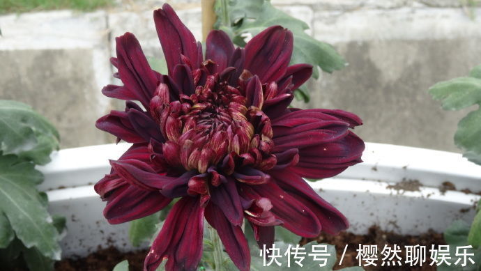 喜欢菊花,就养盆“五大名菊”墨荷,花似墨色荷花,高贵典雅